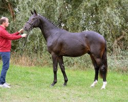 dressage horse Doppelklick (Deutsches Sportpferd, 2014, from Tannenhof's Download)