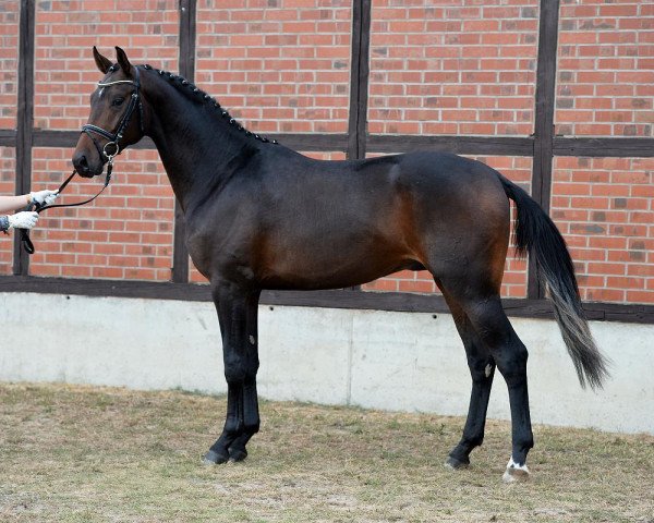 dressage horse Quenido 3 (Hanoverian, 2014, from Quantensprung)