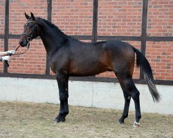 dressage horse Quenido 3 (Hanoverian, 2014, from Quantensprung 3)