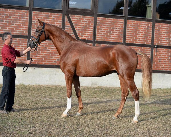 dressage horse Dancemeyer (Hanoverian, 2014, from Dancier)