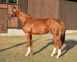 dressage horse DSP Basalt F (German Sport Horse, 2014, from Belantis)