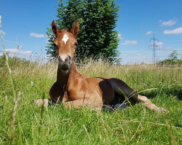 dressage horse Rockett Flavour (German Riding Pony, 2016, from Bünteeichen Ricardo)