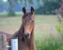 dressage horse Souris la Belle (Oldenburg, 2015, from San Riant)