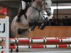 jumper Independant de La Velle CH (Swiss Warmblood, 2006, from Ideal du Pichoux)