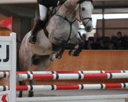 jumper Independant de La Velle CH (Swiss Warmblood, 2006, from Ideal du Pichoux)