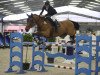 jumper Upper Class Hero (Belgium Sporthorse, 2004, from Querlybet Hero)