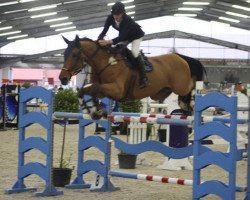 Springpferd Upper Class Hero (Belgium Sporthorse, 2004, von Querlybet Hero)