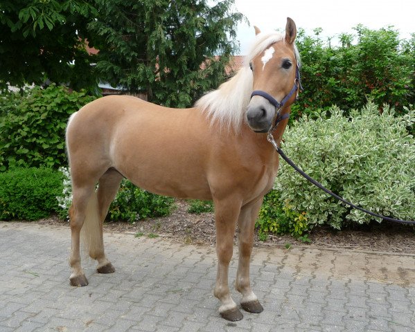 Dressurpferd Allegro (13,67% ox) (Edelbluthaflinger, 2010, von Allgaier (8,59% ox))