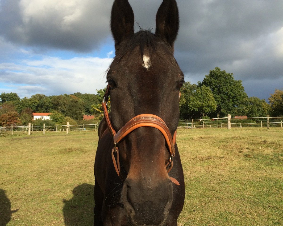 Springpferd Finley 63 (Hannoveraner, 2003, von For Keeps)