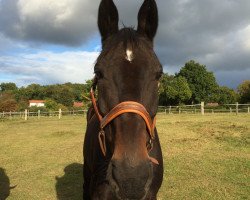 jumper Finley 63 (Hanoverian, 2003, from For Keeps)