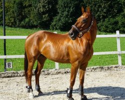 Springpferd Billy (Westfale, 2007, von Rahmannshof's Bamiro)