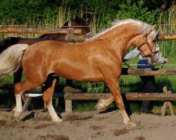 dressage horse Arvalon Aramis (Welsh-Cob (Sek. D), 2007, from Cwmmaddoc Appollo)