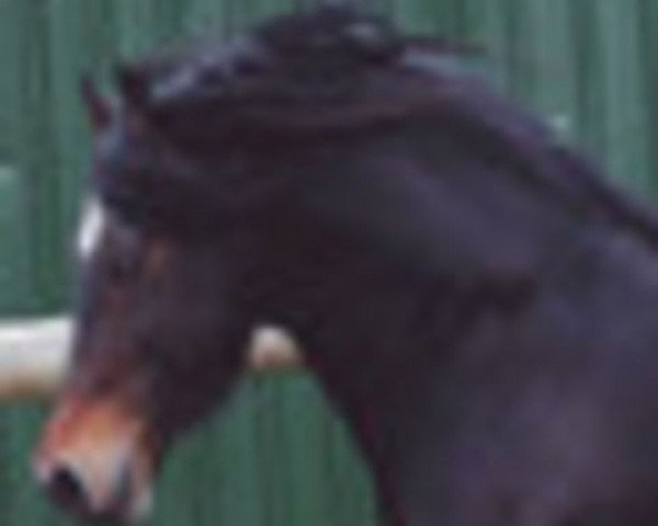 stallion Trevallion Hooch (Welsh-Cob (Sek. D), 1995, from Trevallion Flash Jack)