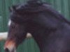 stallion Trevallion Hooch (Welsh-Cob (Sek. D), 1995, from Trevallion Flash Jack)