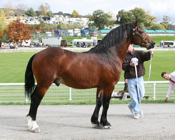 stallion Trevallion the McCoy (Welsh-Cob (Sek. D), 2002, from Trevallion Hooch)