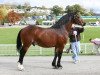 stallion Trevallion the McCoy (Welsh-Cob (Sek. D), 2002, from Trevallion Hooch)