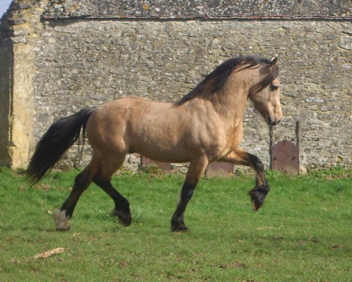 Deckhengst Trevallion Harley (Welsh-Cob (Sek. D), 1995, von Trevallion Flash Jack)