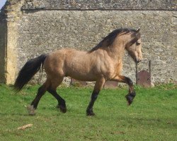 Deckhengst Trevallion Harley (Welsh-Cob (Sek. D), 1995, von Trevallion Flash Jack)