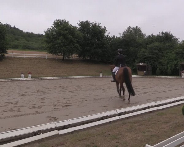 Reitturnier Vlotho-Exter 2019