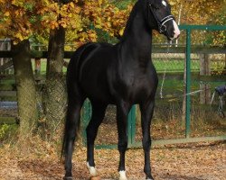 dressage horse Quadriga's Jazz Hit (Oldenburger, 2009, from Jazzman)