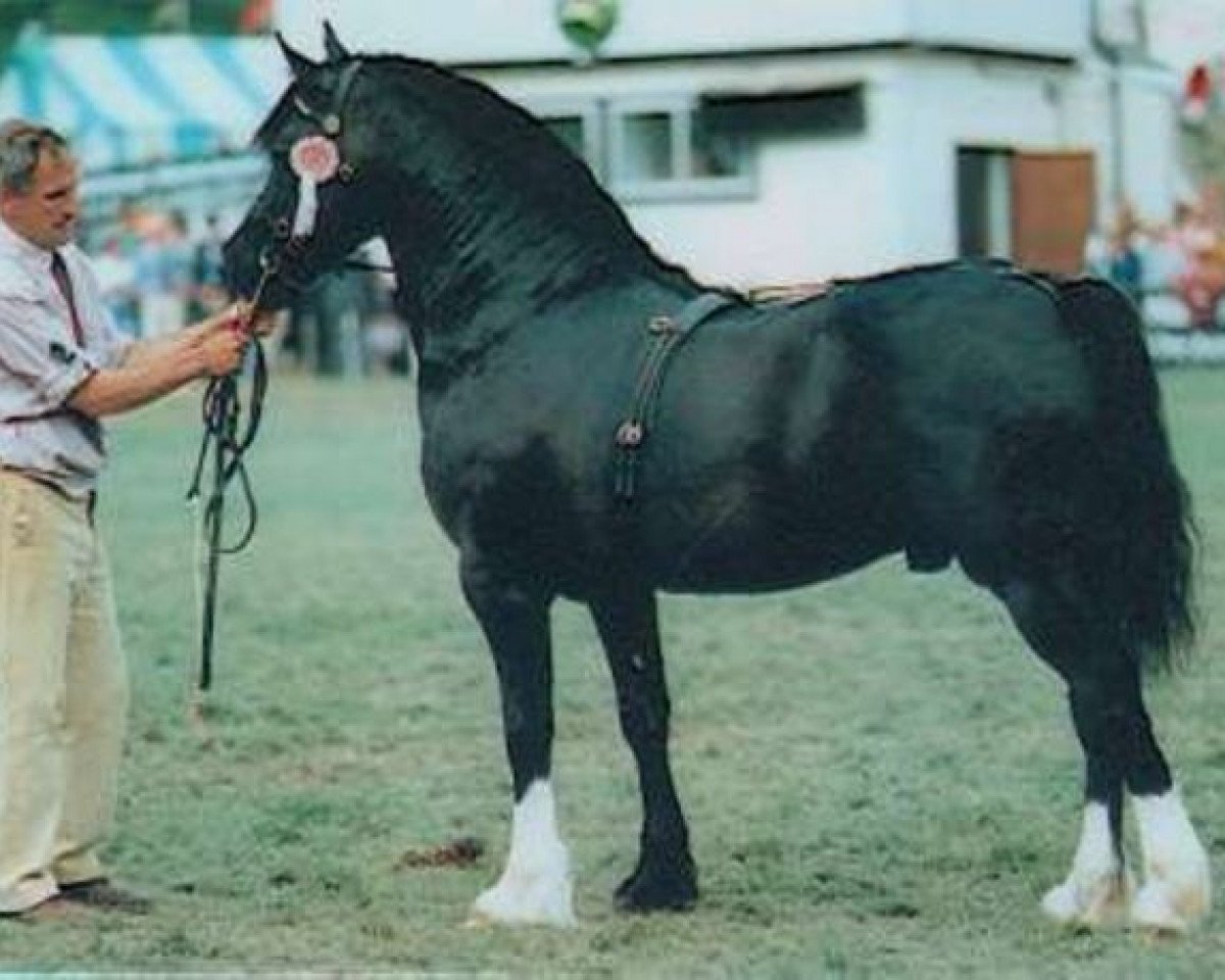 stallion Thorneyside Flyer (Welsh-Cob (Sek. D), 1985, from Brynymor Welsh Magic)