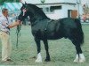 stallion Thorneyside Flyer (Welsh-Cob (Sek. D), 1985, from Brynymor Welsh Magic)