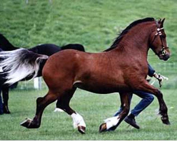 Deckhengst Thorneyside The Godfather (Welsh-Cob (Sek. D), 2001, von Thorneyside Flyer)