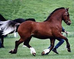 stallion Thorneyside The Godfather (Welsh-Cob (Sek. D), 2001, from Thorneyside Flyer)