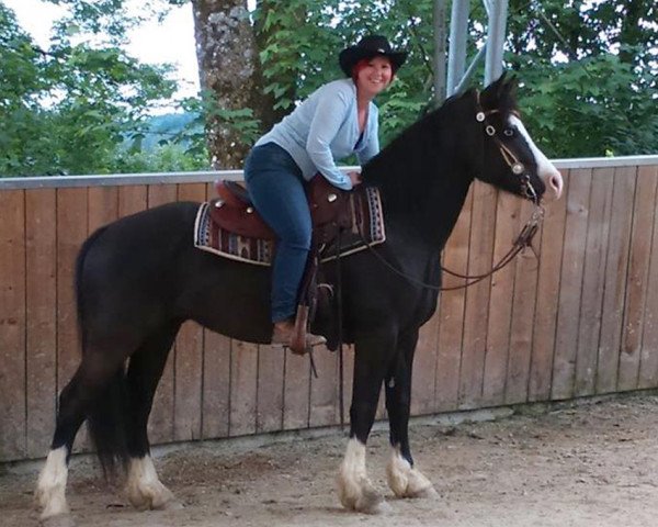 Pferd Arvalon Davidoff (Welsh-Cob (Sek. D), 2009, von Thorneyside The Godfather)