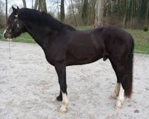horse Arvalon Romanov (Welsh-Cob (Sek. D), 2011, from Bronfoel Harri)