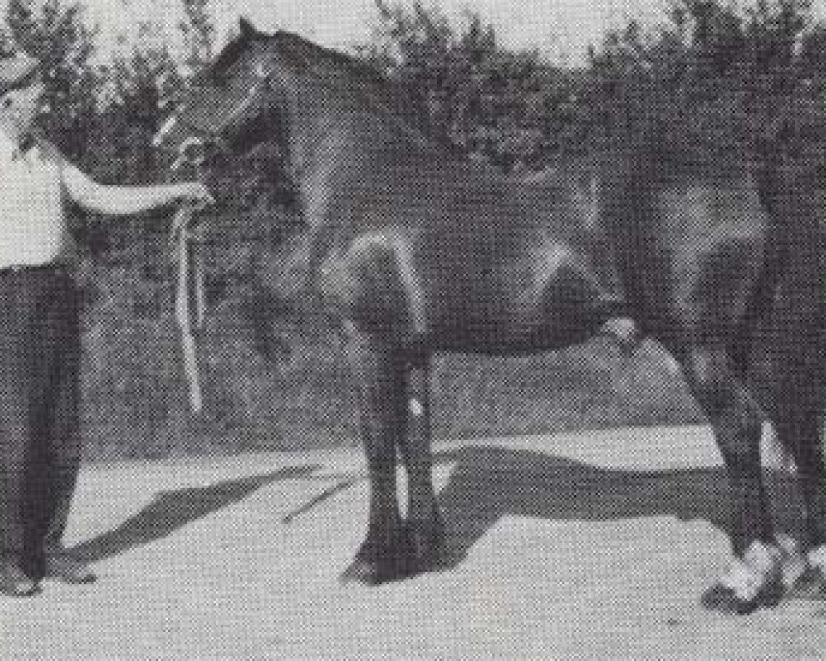 Deckhengst Hafrena Brenin (Welsh-Cob (Sek. D), 1962, von Hendy Brenin)