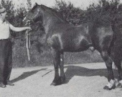 Deckhengst Hafrena Brenin (Welsh-Cob (Sek. D), 1962, von Hendy Brenin)