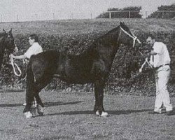 Zuchtstute Nebo Princess Ann (Welsh-Cob (Sek. D), 1973, von Hafrena Brenin)