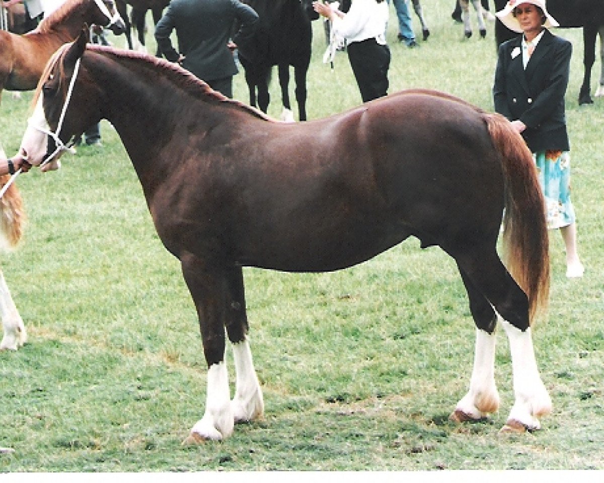 Zuchtstute Nebo Princess Alice (Welsh-Cob (Sek. D), 1984, von Nebo Brenin)