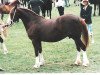 Zuchtstute Nebo Princess Alice (Welsh-Cob (Sek. D), 1984, von Nebo Brenin)