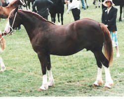 Zuchtstute Nebo Princess Alice (Welsh-Cob (Sek. D), 1984, von Nebo Brenin)