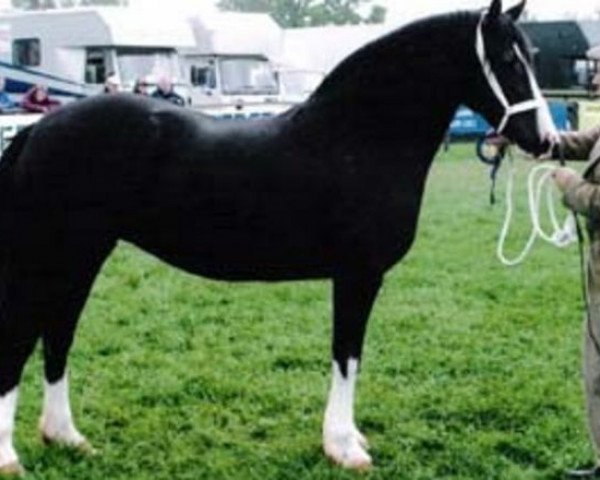 Zuchtstute Nebo Miss Maple (Welsh-Cob (Sek. D), 1997, von Derwen Desert Express)