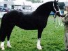 Zuchtstute Nebo Miss Maple (Welsh-Cob (Sek. D), 1997, von Derwen Desert Express)