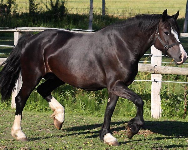 broodmare Nebo Blodwen (Welsh-Cob (Sek. D), 2004, from Pentrefelin More Magic)