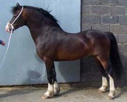 Deckhengst Pentrefelin More Magic (Welsh-Cob (Sek. D), 1997, von Nebo More Magic)