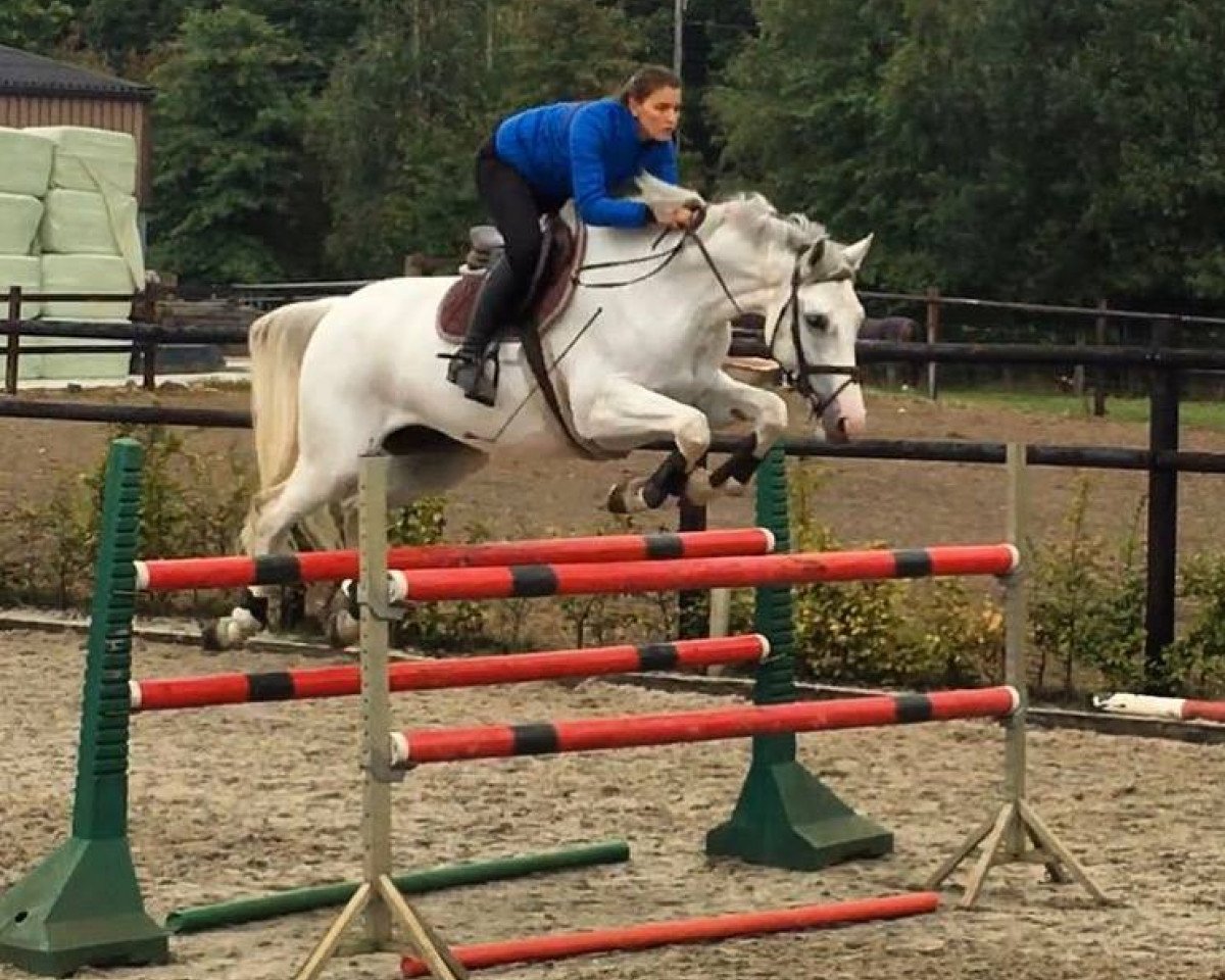 jumper Chiaro 10 (Italian Warmblood, 2009, from Zilver)