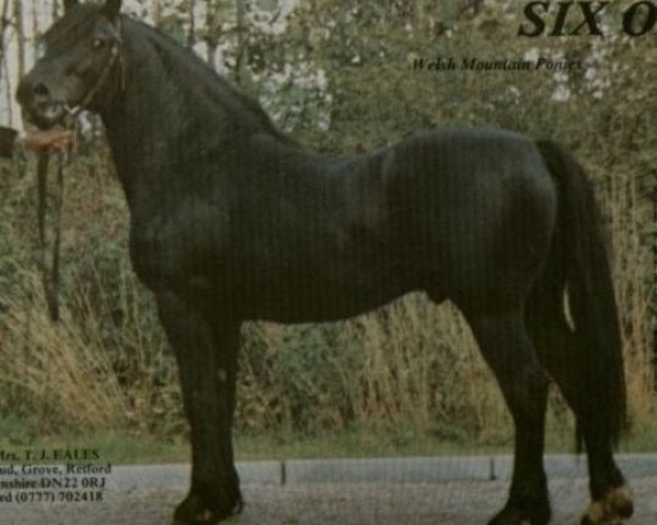 stallion Nebo More Magic (Welsh-Cob (Sek. D), 1972, from Nebo Black Magic)
