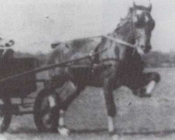 Deckhengst Eiddwens Image (Welsh Pony (Sek.B), 1940, von Mathrafal Eiddwen)