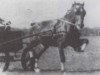 stallion Eiddwens Image (Welsh-Pony (Section B), 1940, from Mathrafal Eiddwen)