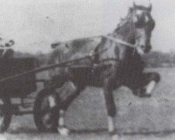 Deckhengst Eiddwens Image (Welsh Pony (Sek.B), 1940, von Mathrafal Eiddwen)