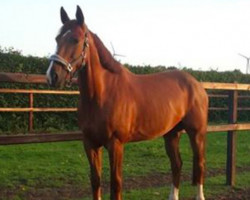 jumper Dakota (KWPN (Royal Dutch Sporthorse), 2008, from Ultimo)