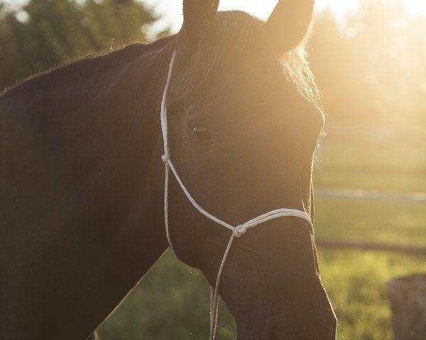 horse Moliere (Sachs-door. Heavy Warmbl., 2009, from Mozart)