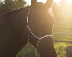 horse Moliere (Sachs-door. Heavy Warmbl., 2009, from Mozart)