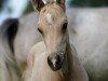 Dressurpferd Royal Gold (Deutsches Reitpony, 2016, von Rheingold)