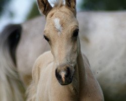 dressage horse ROYAL GOLD (Deutsches Reitpony, 2016, from Rheingold)